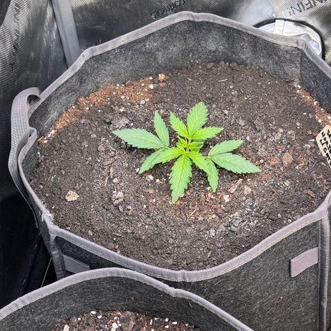 Northern lights  growlog timeline photo