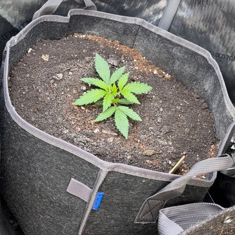 Northern lights  growlog timeline photo