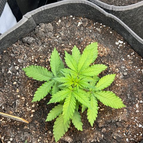 Blueberry Auto growlog timeline photo