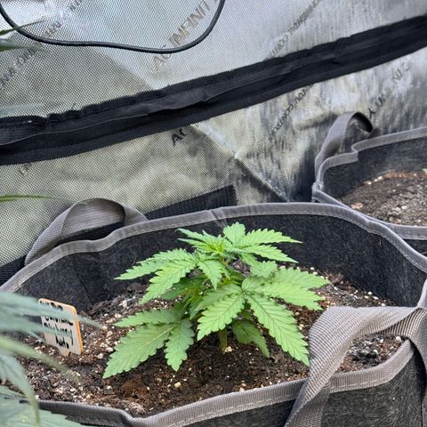Blueberry Auto growlog timeline photo