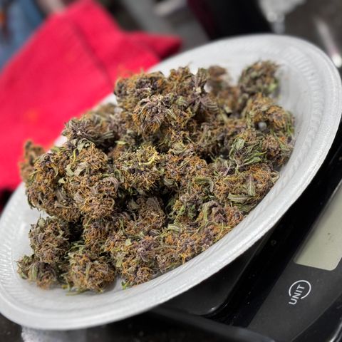 Gorilla Punch Auto growlog timeline photo