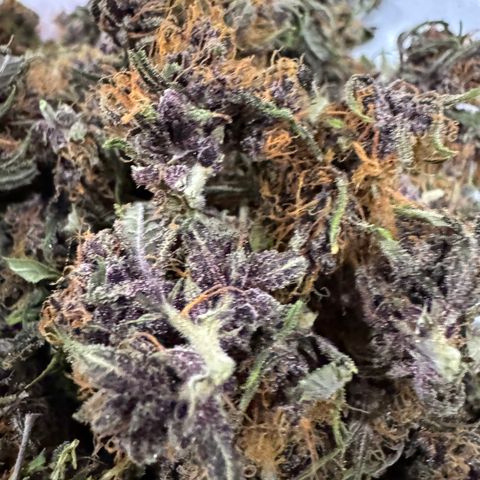 Gorilla Punch Auto growlog timeline photo