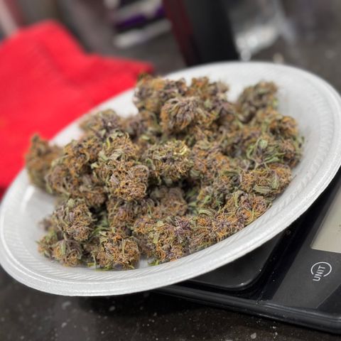 Gorilla Punch Auto growlog timeline photo