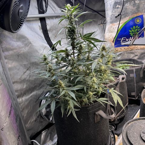 1st gorilla cookies (1 plant) growlog timeline photo