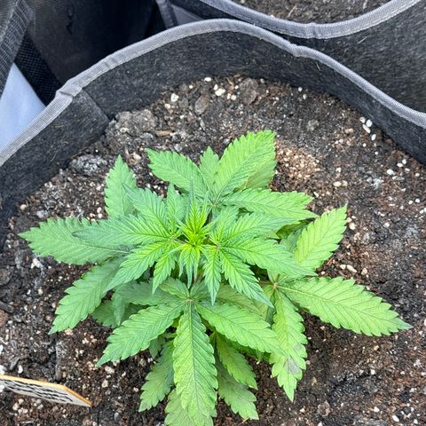 Blueberry Auto growlog timeline photo