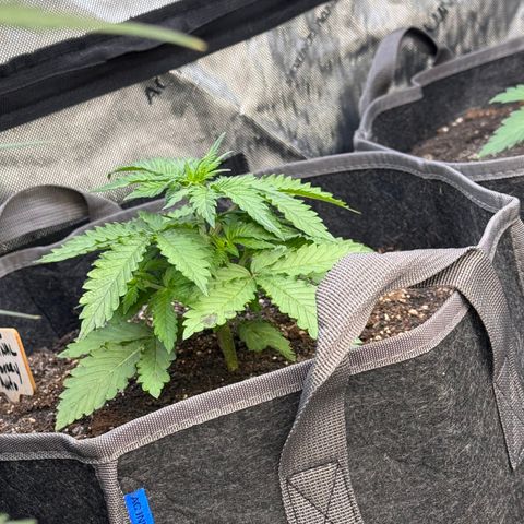 Blueberry Auto growlog timeline photo