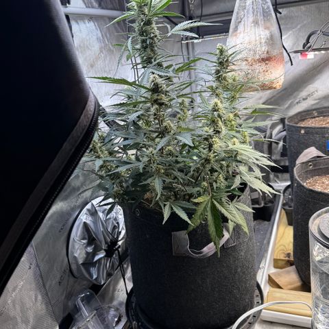 1st gorilla cookies (1 plant) growlog timeline photo