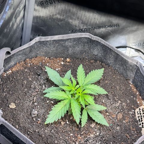 Northern lights  growlog timeline photo