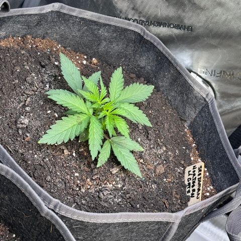 Northern lights  growlog timeline photo