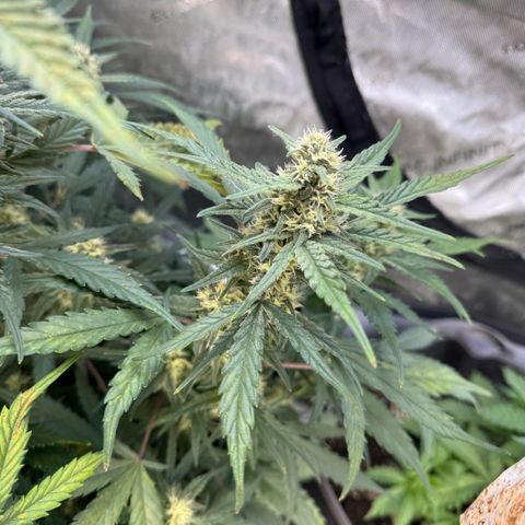 1st gorilla cookies (1 plant) growlog timeline photo