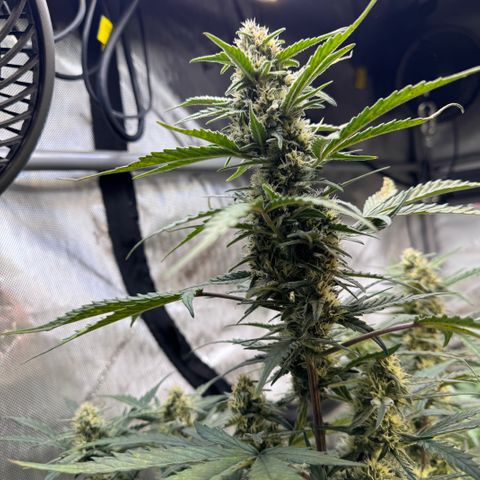 1st gorilla cookies (1 plant) growlog timeline photo
