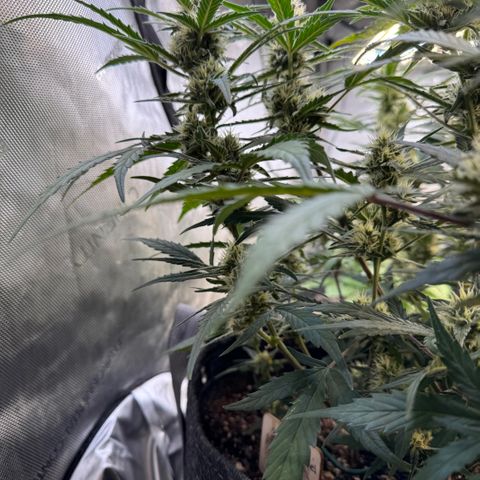 1st gorilla cookies (1 plant) growlog timeline photo