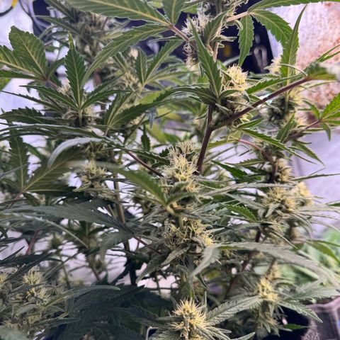 1st gorilla cookies (1 plant) growlog timeline photo
