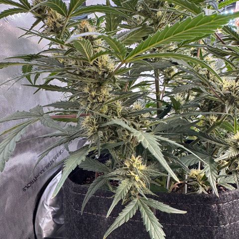 1st gorilla cookies (1 plant) growlog timeline photo