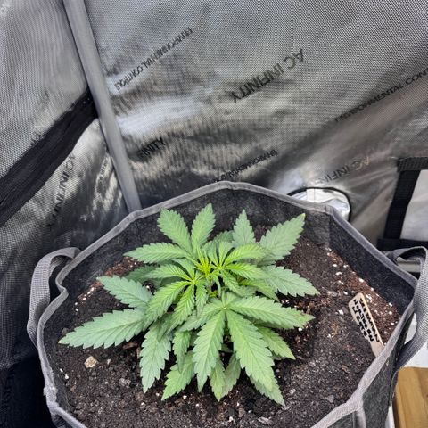 Northern lights  growlog timeline photo