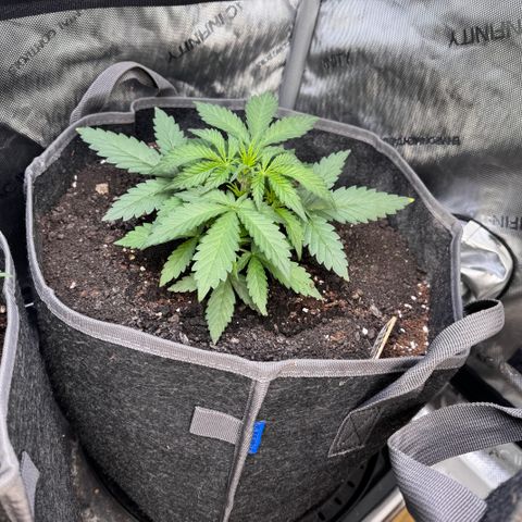 Northern lights  growlog timeline photo