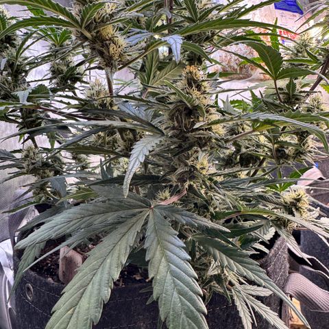 1st gorilla cookies (1 plant) growlog timeline photo