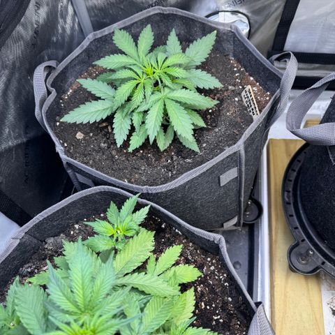 Northern lights  growlog timeline photo