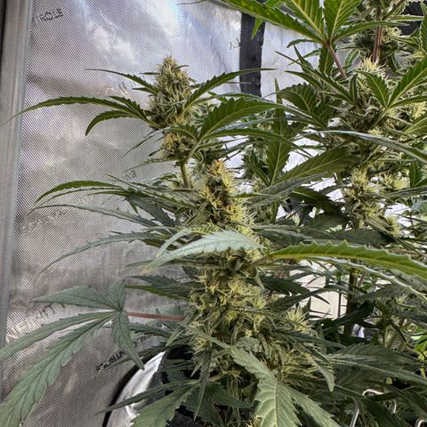 1st gorilla cookies (1 plant) growlog timeline photo