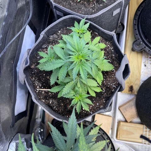Blueberry Auto growlog timeline photo