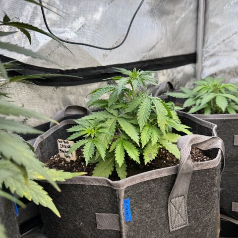 Blueberry Auto growlog timeline photo