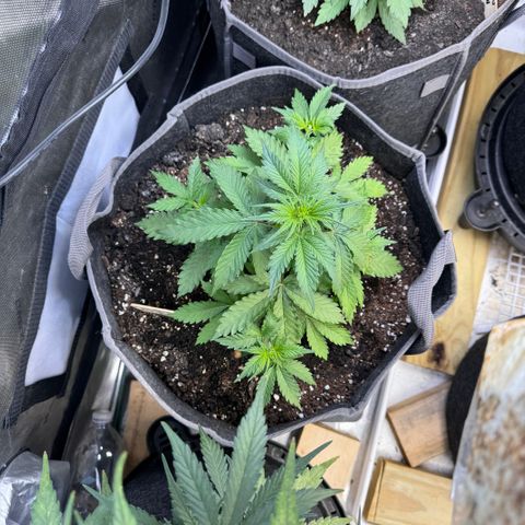 Blueberry Auto growlog timeline photo