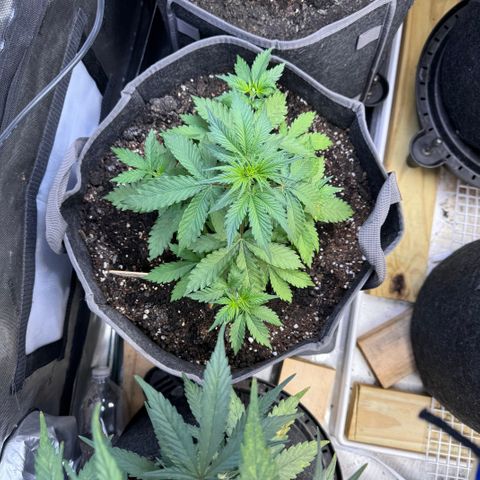 Blueberry Auto growlog timeline photo
