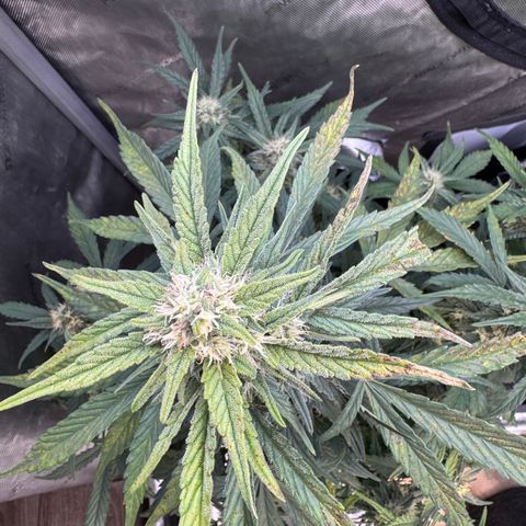 1st gorilla cookies (1 plant) growlog timeline photo