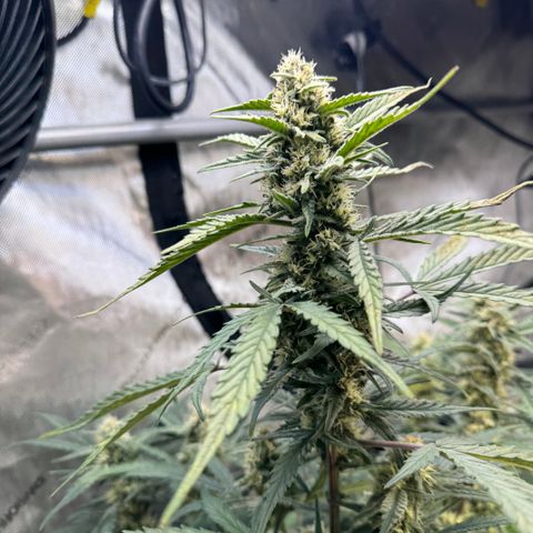 1st gorilla cookies (1 plant) growlog timeline photo