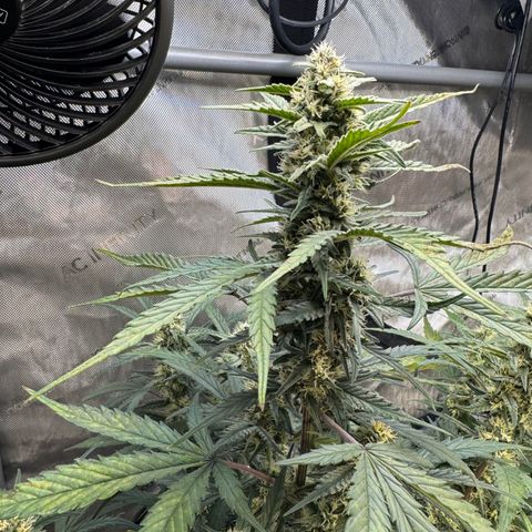 1st gorilla cookies (1 plant) growlog timeline photo