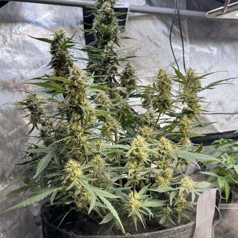 1st gorilla cookies (1 plant) growlog timeline photo