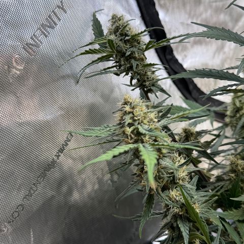 1st gorilla cookies (1 plant) growlog timeline photo
