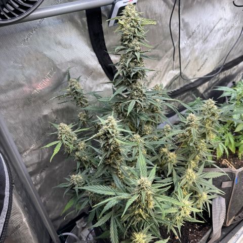 1st gorilla cookies (1 plant) growlog timeline photo