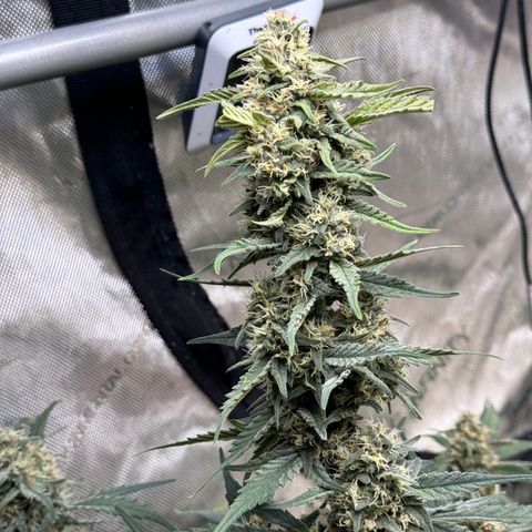 1st gorilla cookies (1 plant) growlog timeline photo