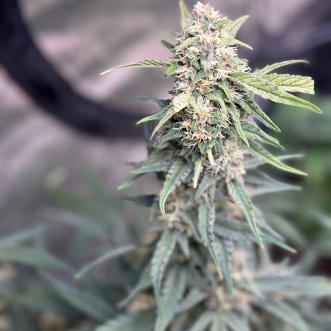 1st gorilla cookies (1 plant) growlog timeline photo