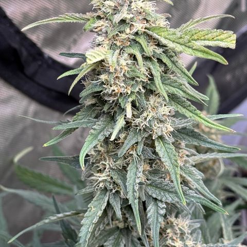 1st gorilla cookies (1 plant) growlog timeline photo