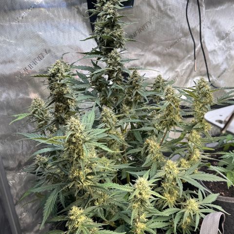 1st gorilla cookies (1 plant) growlog timeline photo