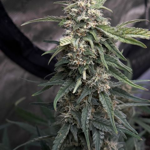 1st gorilla cookies (1 plant) growlog timeline photo