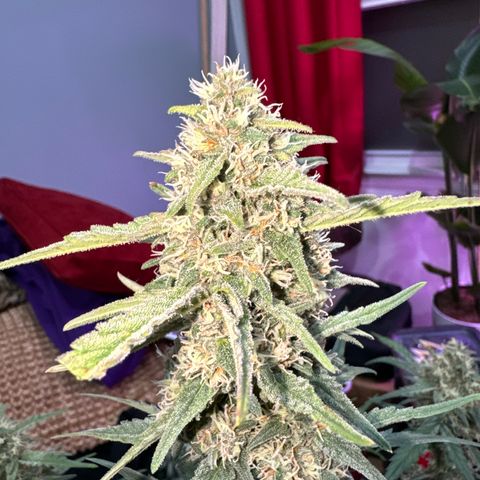 1st gorilla cookies (1 plant) growlog timeline photo
