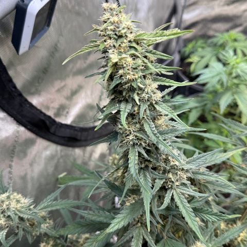1st gorilla cookies (1 plant) growlog timeline photo