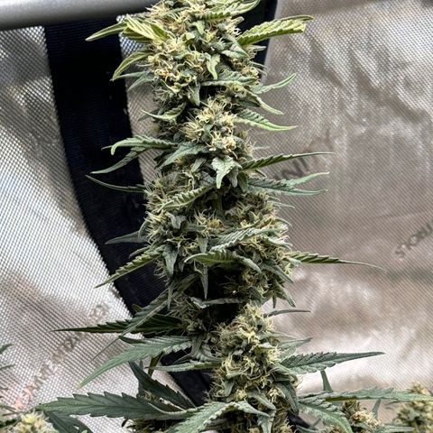 1st gorilla cookies (1 plant) growlog timeline photo