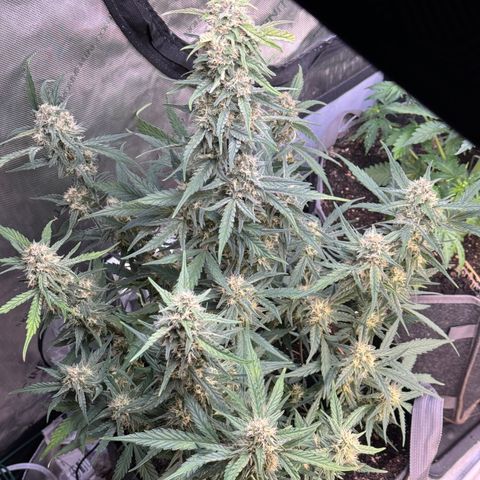 1st gorilla cookies (1 plant) growlog timeline photo