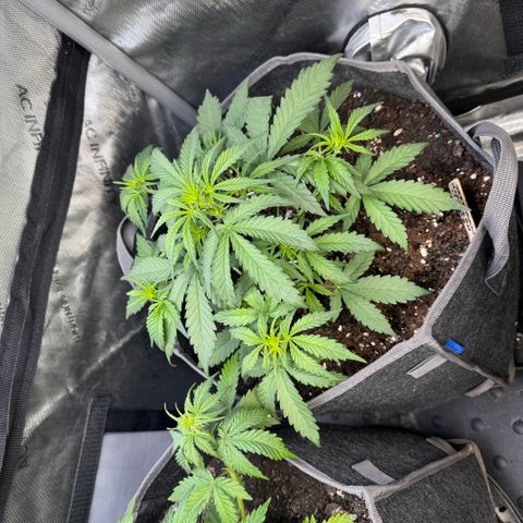 Northern lights  growlog timeline photo