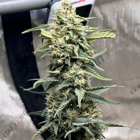 1st gorilla cookies (1 plant) growlog timeline photo