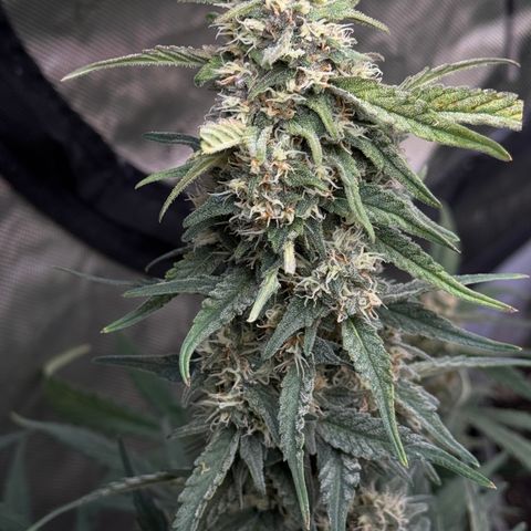 1st gorilla cookies (1 plant) growlog timeline photo