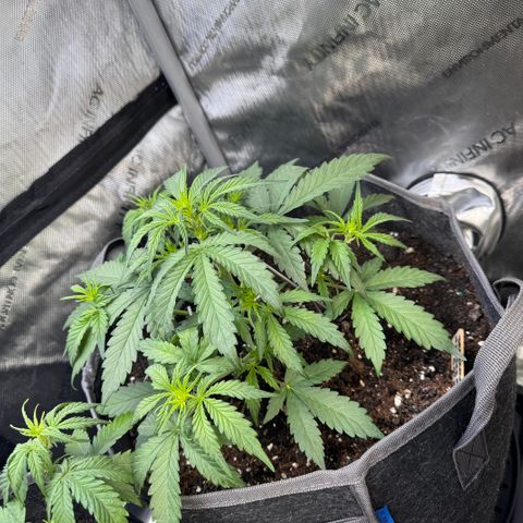 Northern lights  growlog timeline photo