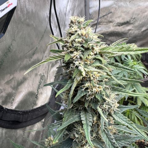 1st gorilla cookies (1 plant) growlog timeline photo