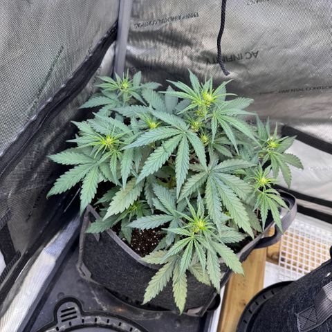 Northern lights  growlog timeline photo