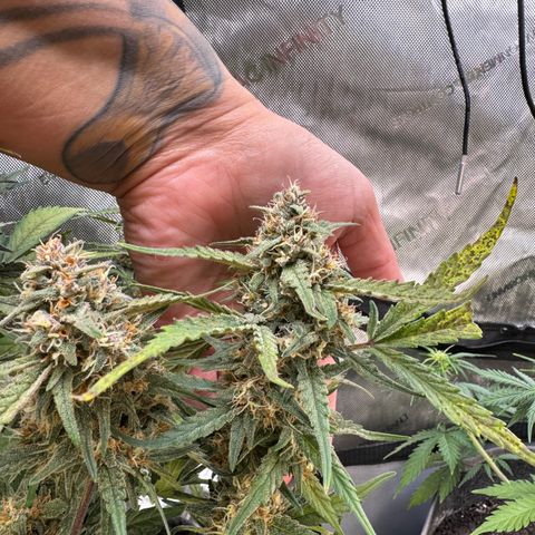 1st gorilla cookies (1 plant) growlog timeline photo
