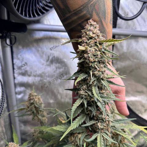 1st gorilla cookies (1 plant) growlog timeline photo